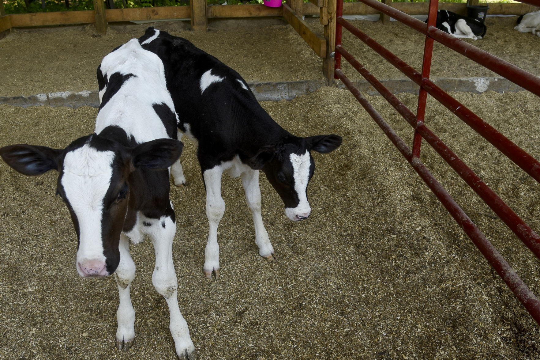 Contoocook Creamery calves